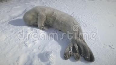 <strong>打瞌睡</strong>的小狗海豹躺在雪地上。 南极洲射击。